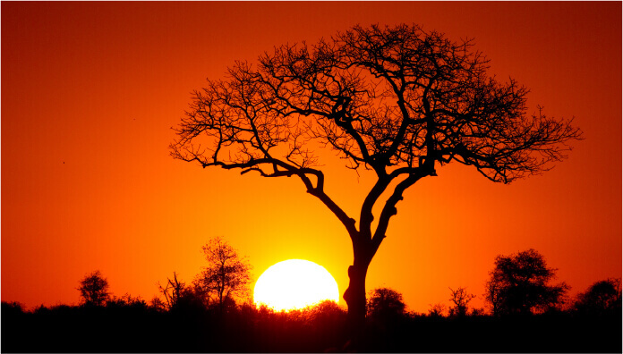 南アフリカの大地が生んだ神の木『マルラ』の実から採れる天然オイル